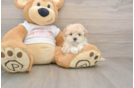 Maltipoo Puppy for Adoption