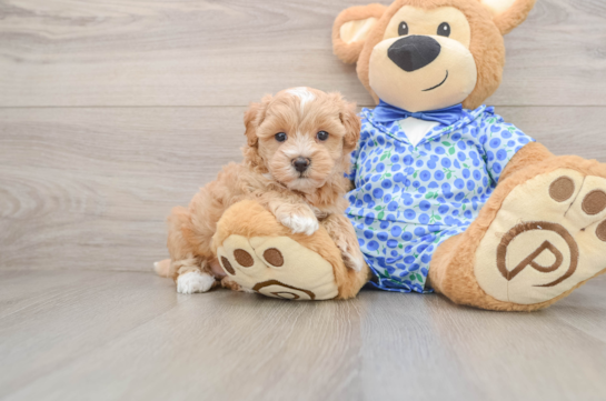 Happy Maltipoo Baby