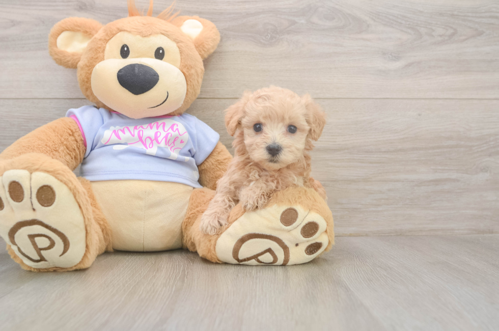 7 week old Maltipoo Puppy For Sale - Fairfield Furbabies