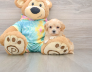 9 week old Maltipoo Puppy For Sale - Fairfield Furbabies