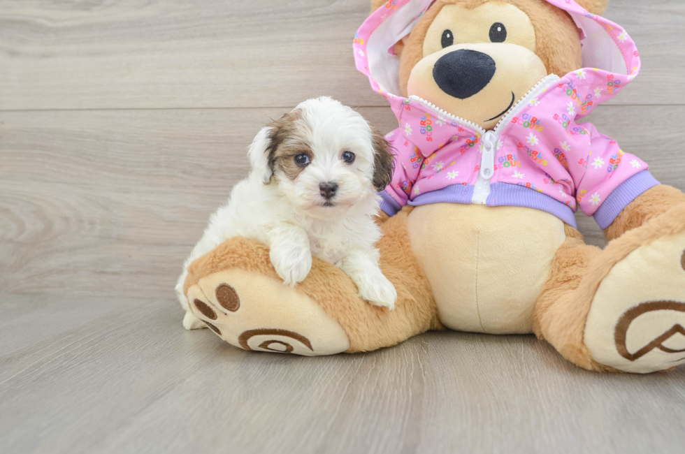 7 week old Maltipoo Puppy For Sale - Fairfield Furbabies