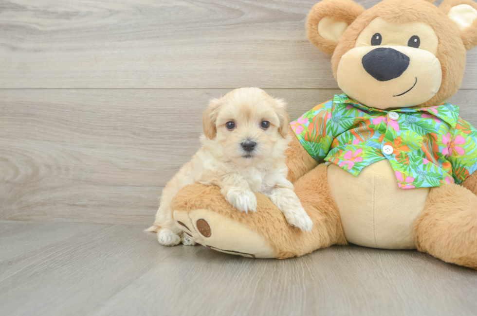 6 week old Maltipoo Puppy For Sale - Fairfield Furbabies