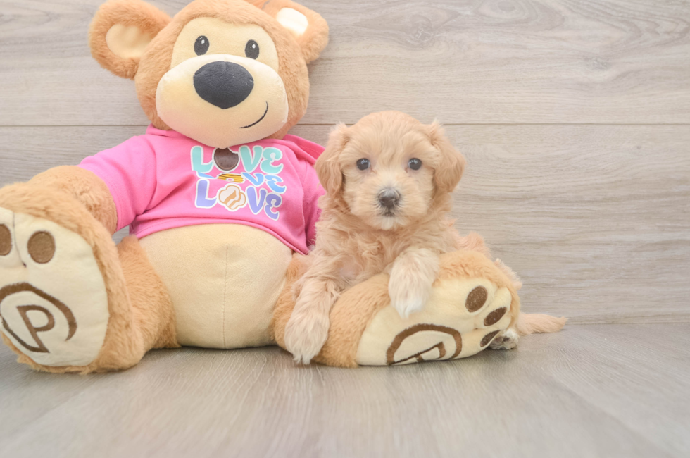 6 week old Maltipoo Puppy For Sale - Fairfield Furbabies
