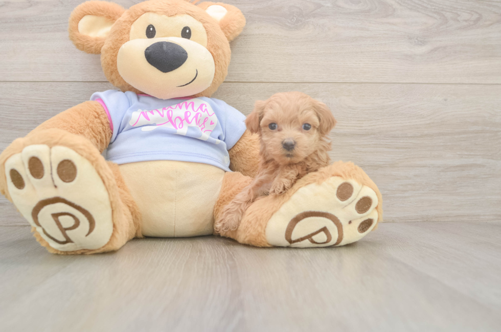 7 week old Maltipoo Puppy For Sale - Fairfield Furbabies