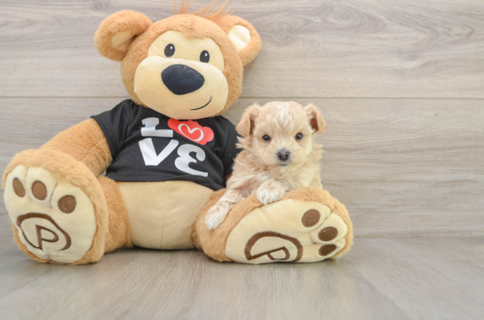 Petite Maltipoo Poodle Mix Pup