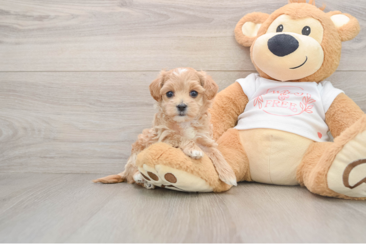Best Maltipoo Baby