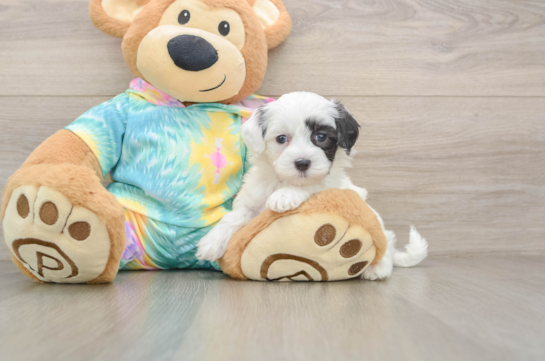 KASHMERE, a Maltipoo littermate