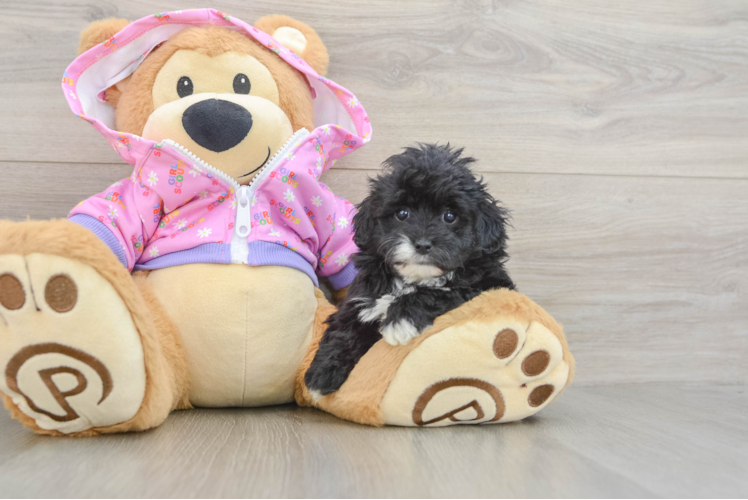 Maltipoo Pup Being Cute