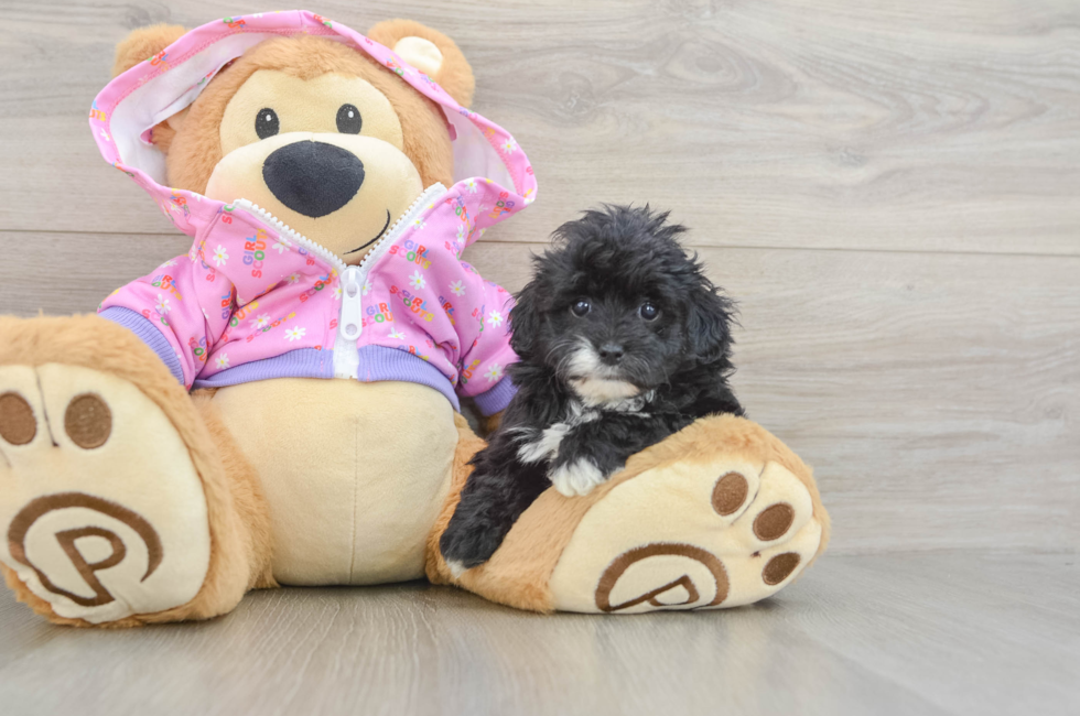 7 week old Maltipoo Puppy For Sale - Fairfield Furbabies