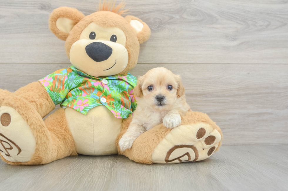6 week old Maltipoo Puppy For Sale - Fairfield Furbabies