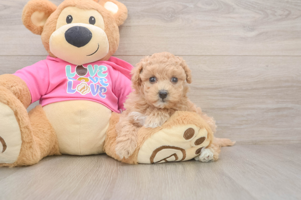 6 week old Maltipoo Puppy For Sale - Fairfield Furbabies