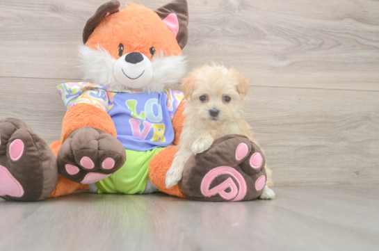 7 week old Maltipoo Puppy For Sale - Fairfield Furbabies Hypoallergenic Moodle Poodle Mix Puppy
