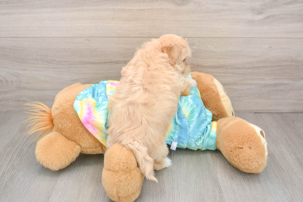 Hypoallergenic Malt a Poo Poodle Mix Puppy