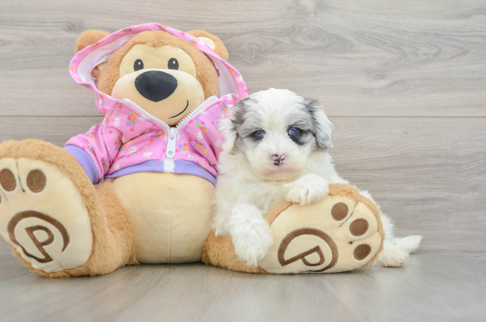 7 week old Maltipoo Puppy For Sale - Fairfield Furbabies