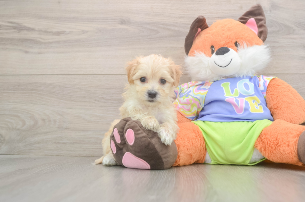 7 week old Maltipoo Puppy For Sale - Fairfield Furbabies