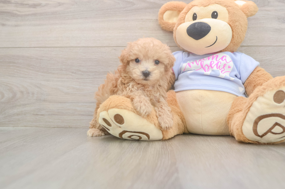 7 week old Maltipoo Puppy For Sale - Fairfield Furbabies