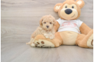 Best Maltipoo Baby