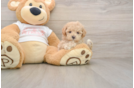Best Maltipoo Baby