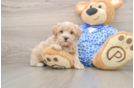 Maltipoo Puppy for Adoption