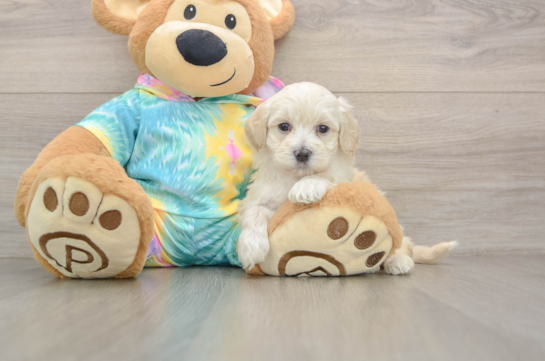 KODIAK, a Maltipoo littermate