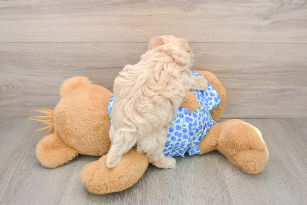 Maltipoo Pup Being Cute