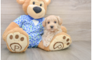 Sweet Maltipoo Baby