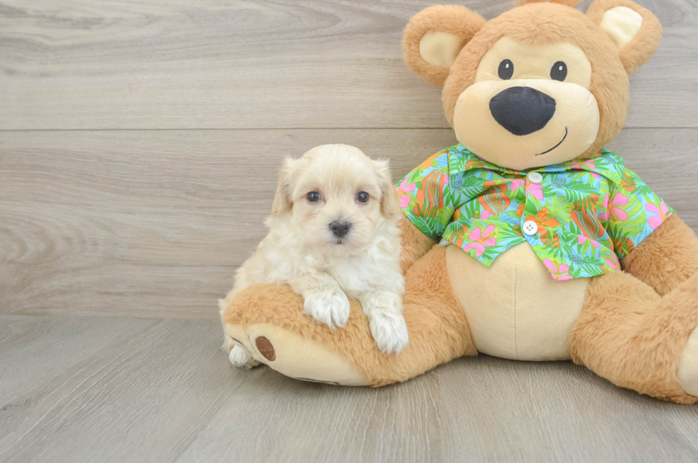 6 week old Maltipoo Puppy For Sale - Fairfield Furbabies