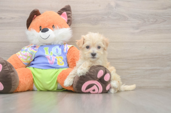 7 week old Maltipoo Puppy For Sale - Fairfield Furbabies Best Maltipoo Baby