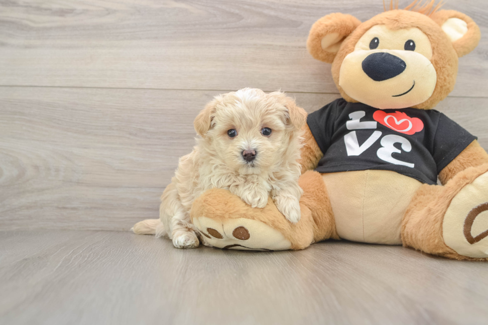Small Maltipoo Baby