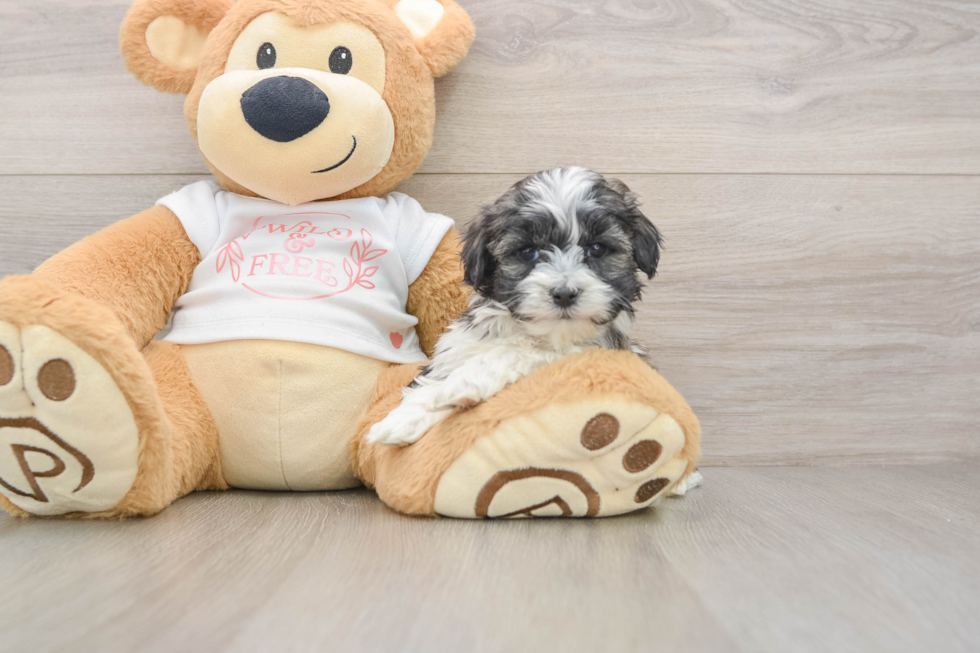 Smart Maltipoo Poodle Mix Pup
