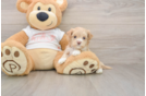 Maltipoo Puppy for Adoption