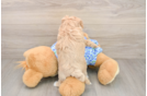 Cute Maltipoo Baby