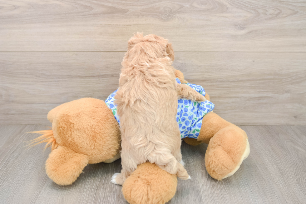 Cute Maltipoo Baby