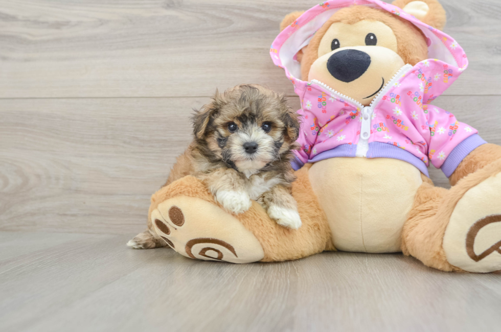7 week old Maltipoo Puppy For Sale - Fairfield Furbabies
