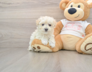 10 week old Maltipoo Puppy For Sale - Fairfield Furbabies