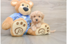 Fluffy Maltipoo Poodle Mix Pup