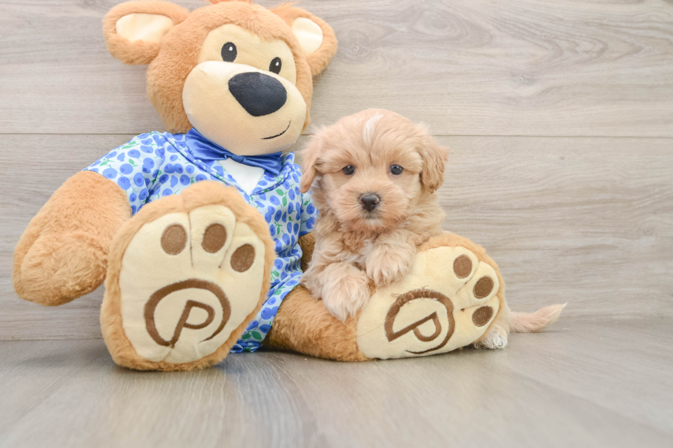 Fluffy Maltipoo Poodle Mix Pup