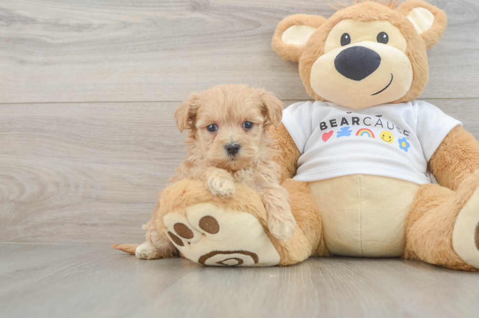 6 week old Maltipoo Puppy For Sale - Fairfield Furbabies