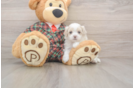 Maltipoo Puppy for Adoption