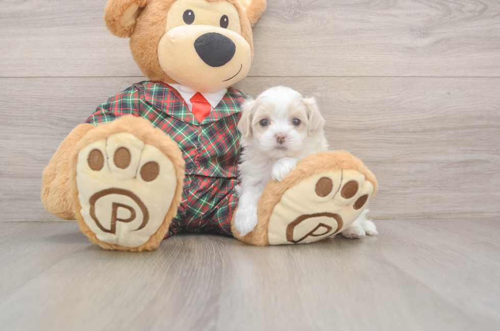 6 week old Maltipoo Puppy For Sale - Fairfield Furbabies