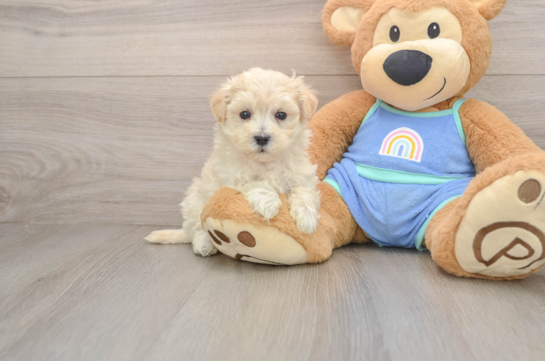 LACE, a Maltipoo littermate
