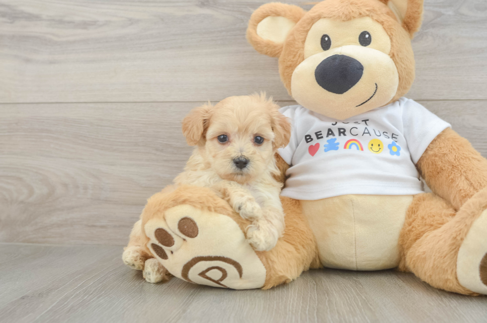 6 week old Maltipoo Puppy For Sale - Fairfield Furbabies