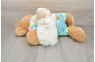 Funny Maltipoo Poodle Mix Pup