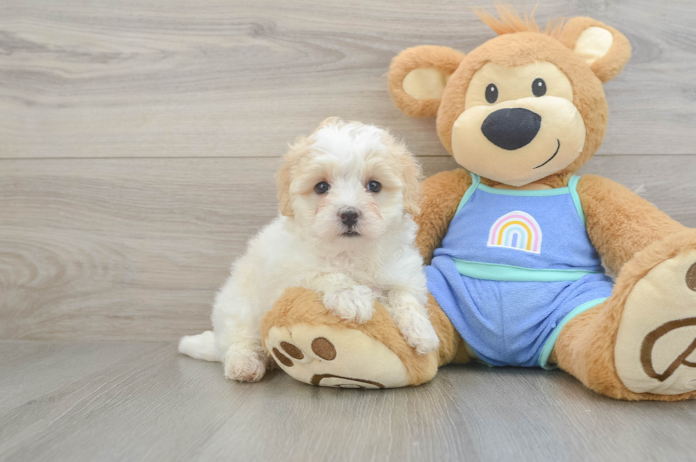 7 week old Maltipoo Puppy For Sale - Fairfield Furbabies