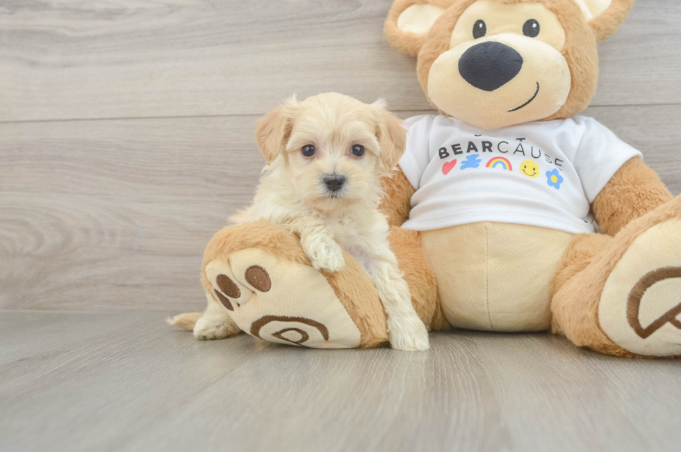 6 week old Maltipoo Puppy For Sale - Fairfield Furbabies