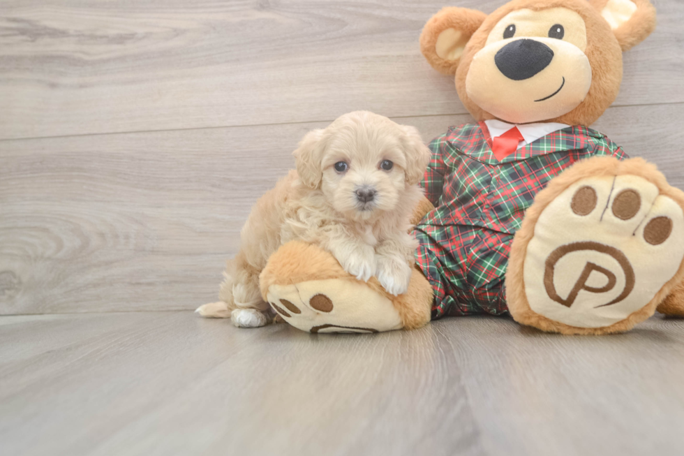 Maltipoo Pup Being Cute