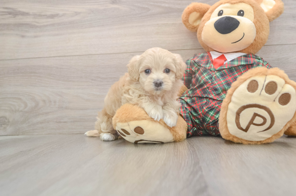 6 week old Maltipoo Puppy For Sale - Fairfield Furbabies