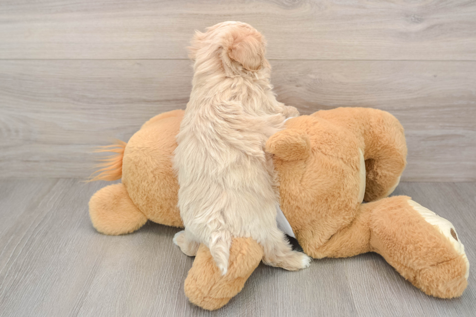 Adorable Malt Oodle Poodle Mix Puppy