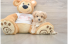 Best Maltipoo Baby