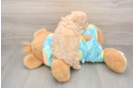 Little Malt Oodle Poodle Mix Puppy